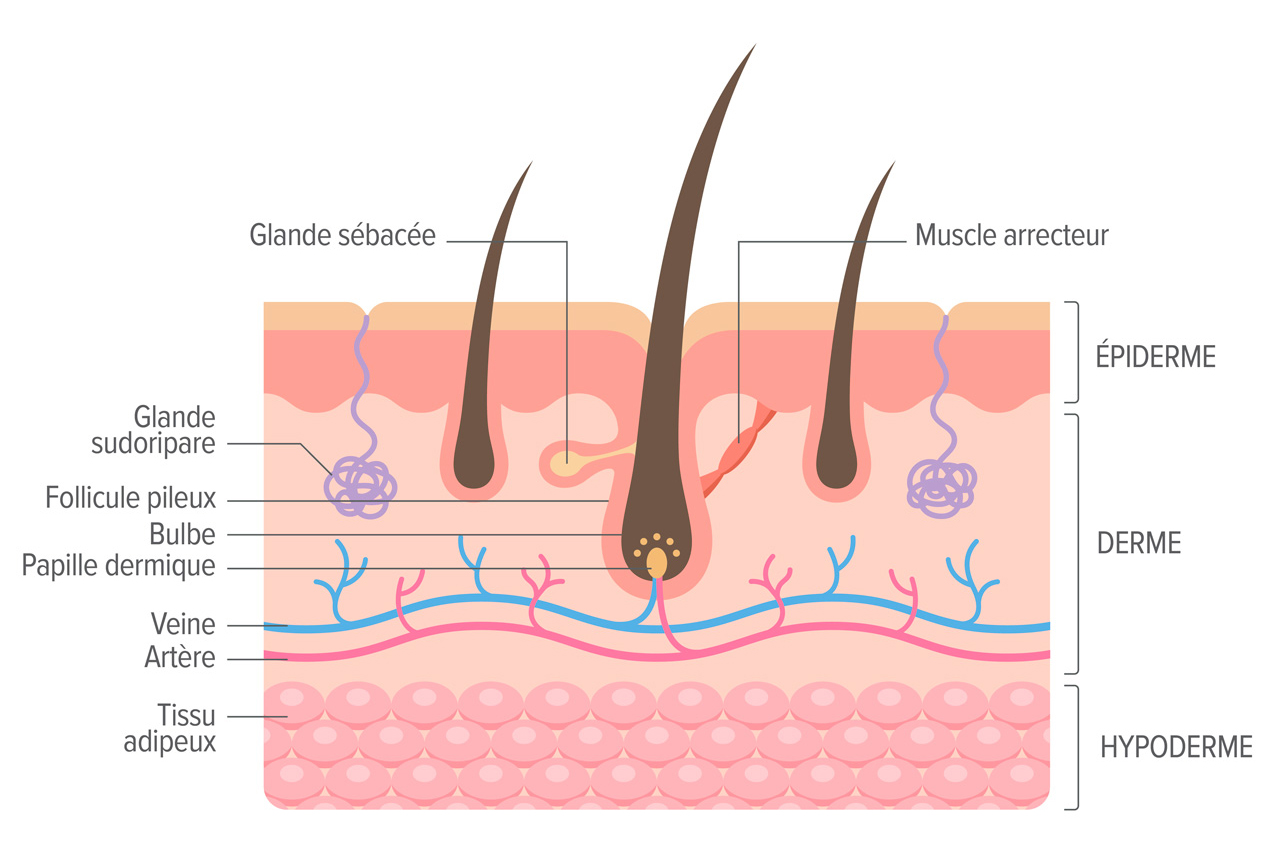 Coupe 3D du cuir chevelu pour apercevoir le bulbe du cheveu et ses annexes.