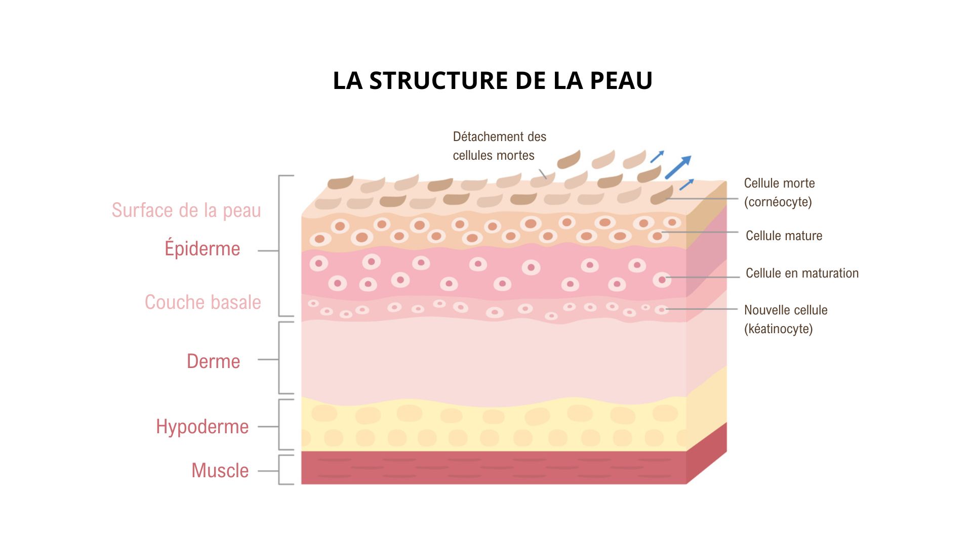 Coupe de la peau qui montre l'épiderme, le derme et l'hypoderme